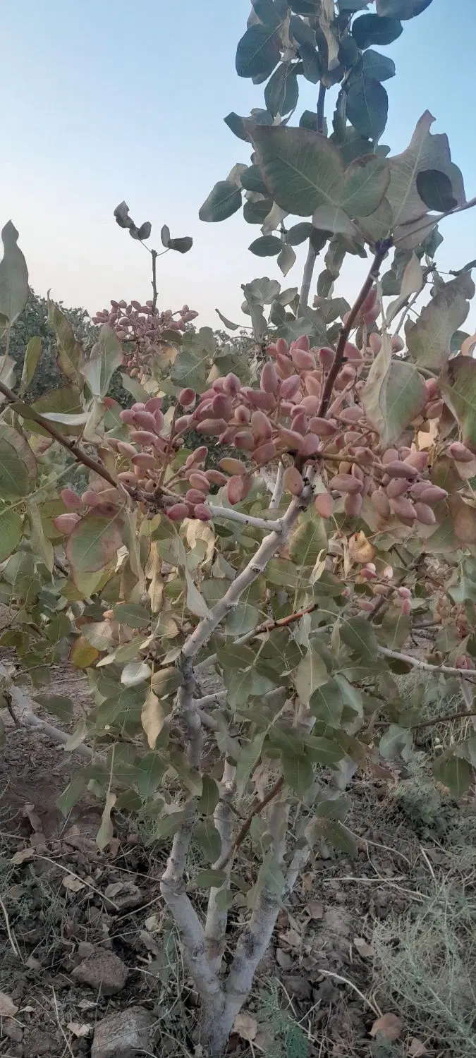 زمین و باغ پسته