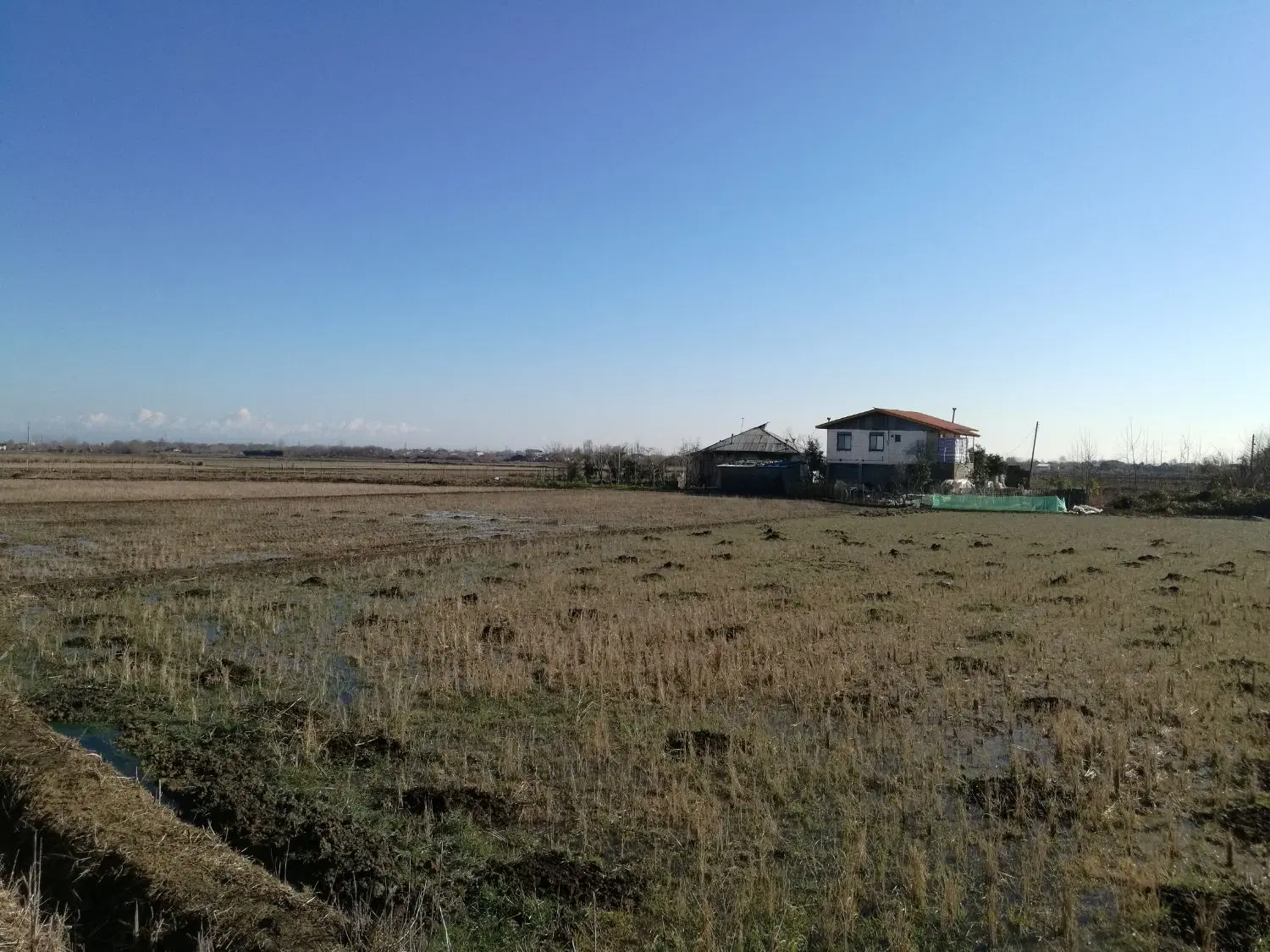 زمین شالیزار ۱۴۸۶ متر، رودسر، روستای چپرکلایه