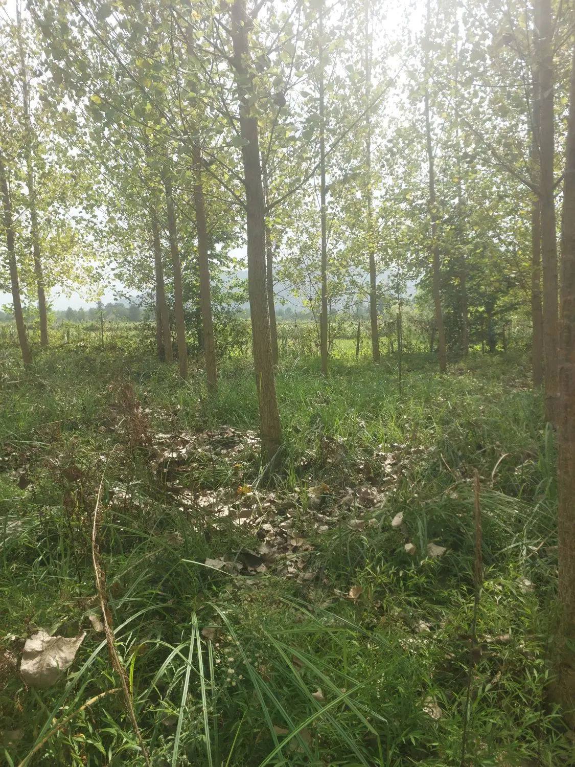 ۳۰۰ مسکونی