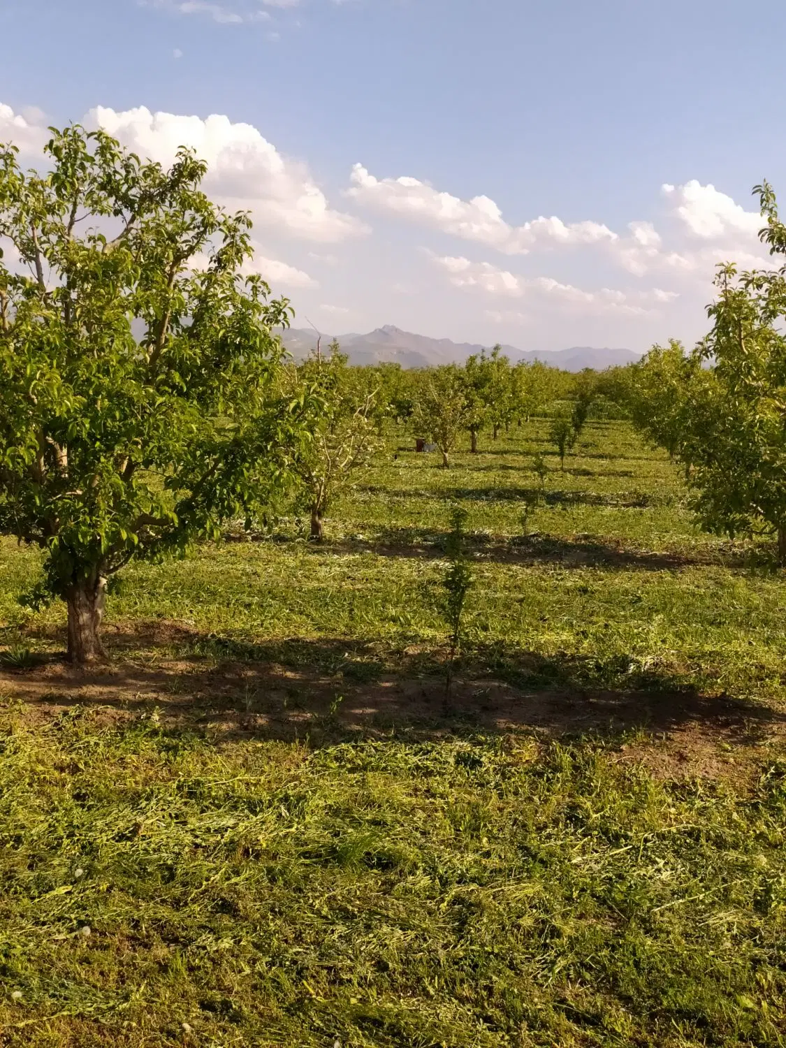 حدود 1_3 هکتار درخت سیب برای اجاره