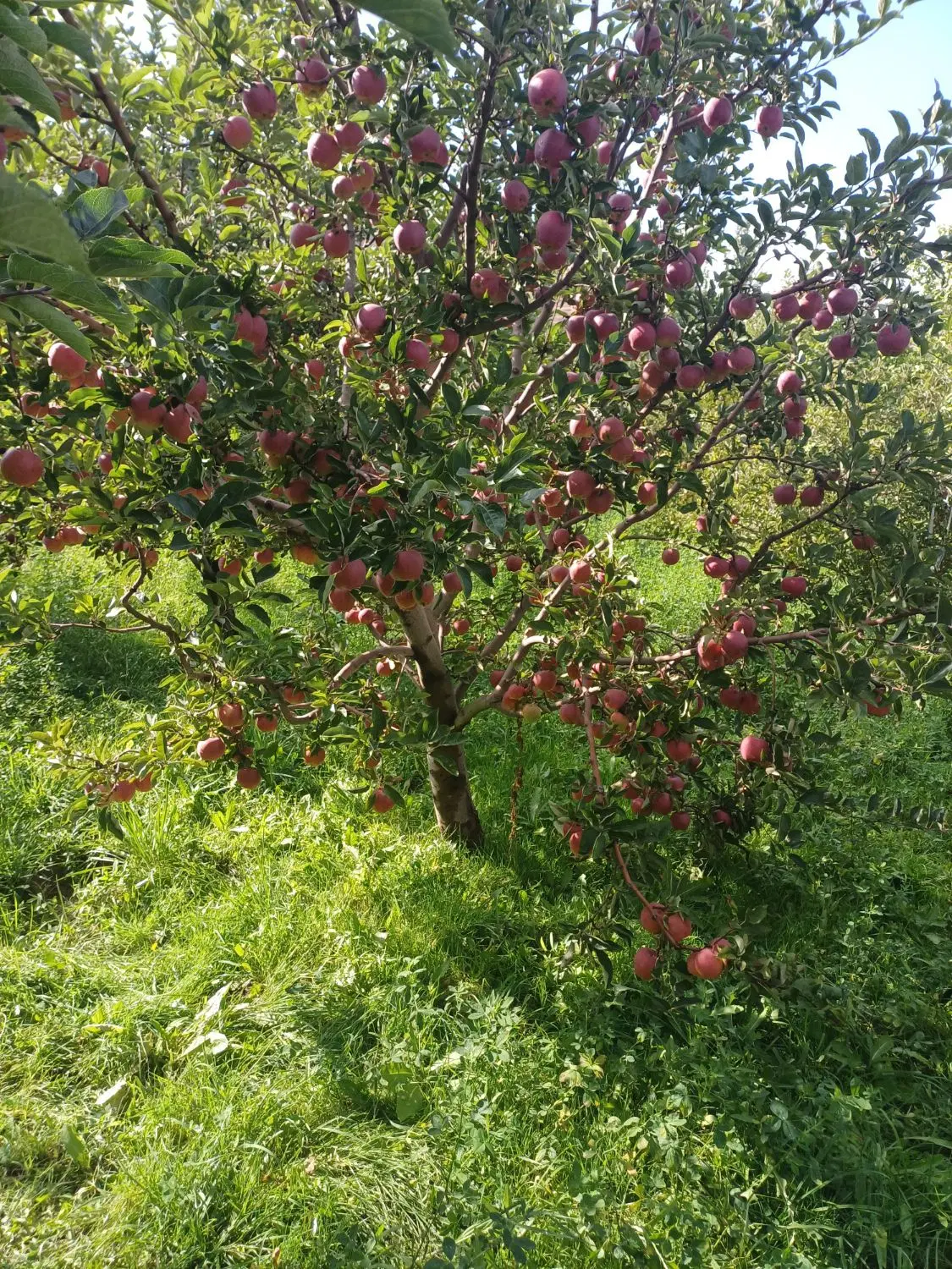 فروش حیاط دربست