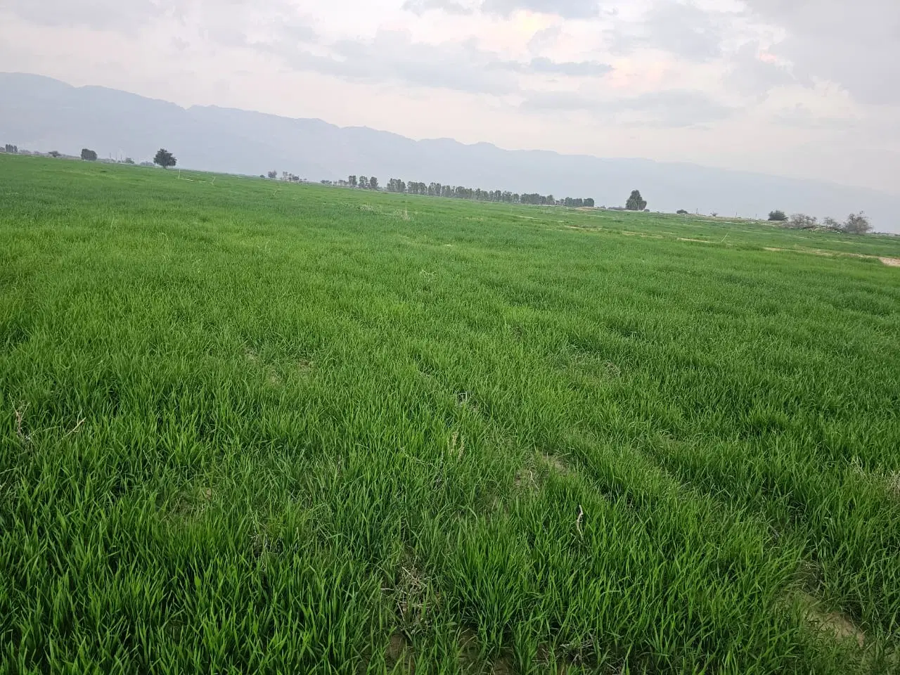 مشارکت در زمین کشاورزی