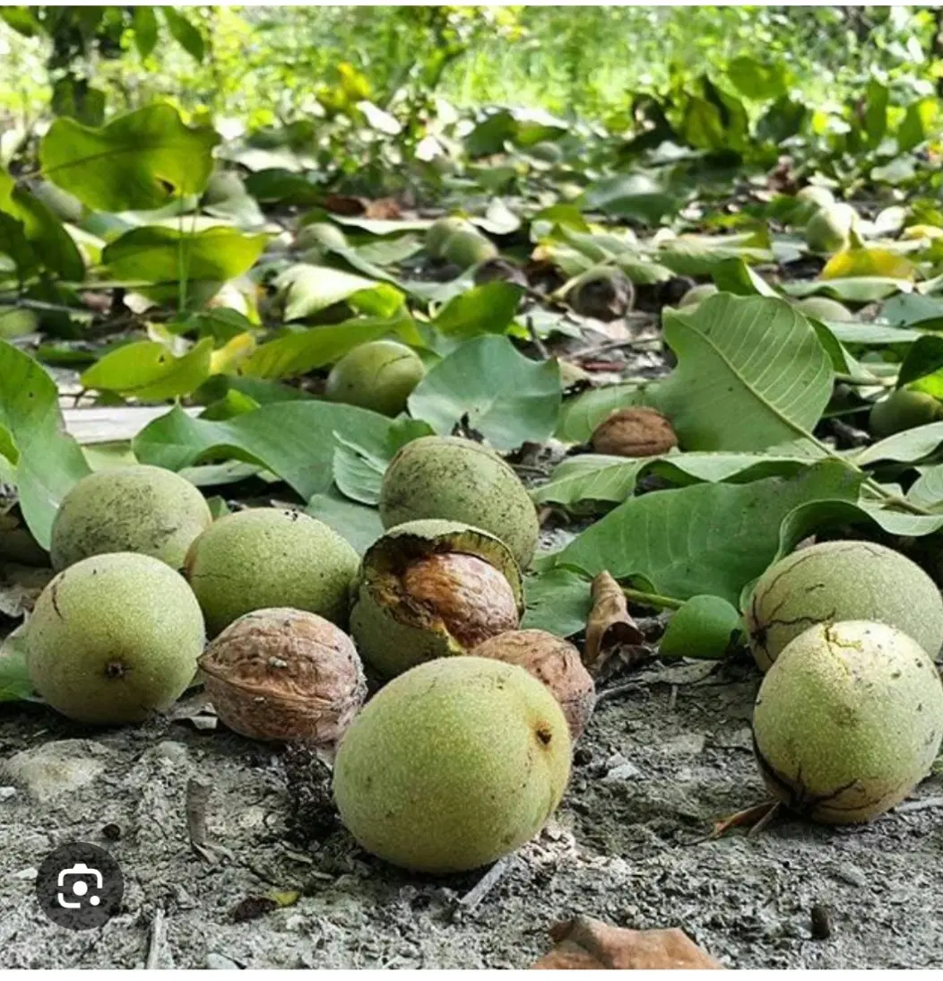 فروش باغ 10 ساله مثمر
