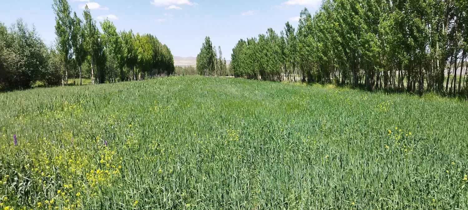 زمین ویلایی در حاج آقا بستان آباد