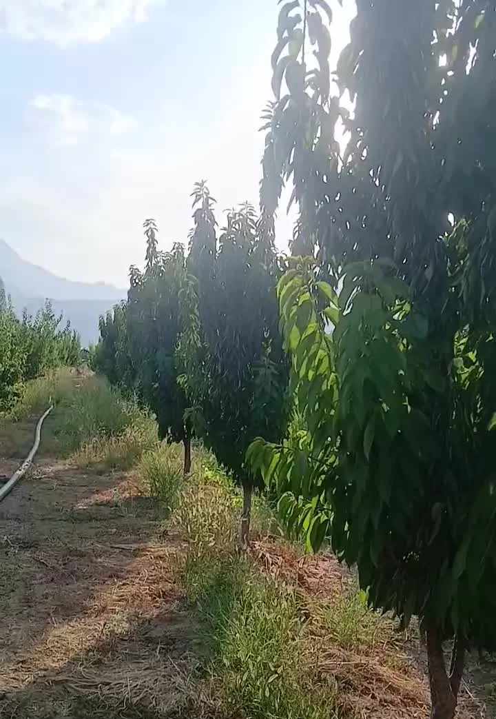 باغ مثمر نوجبران بر جاده
