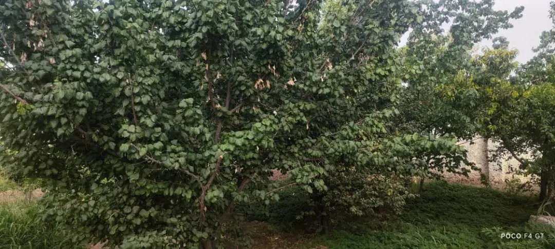 باغ باغچه واقع در عباس اباد