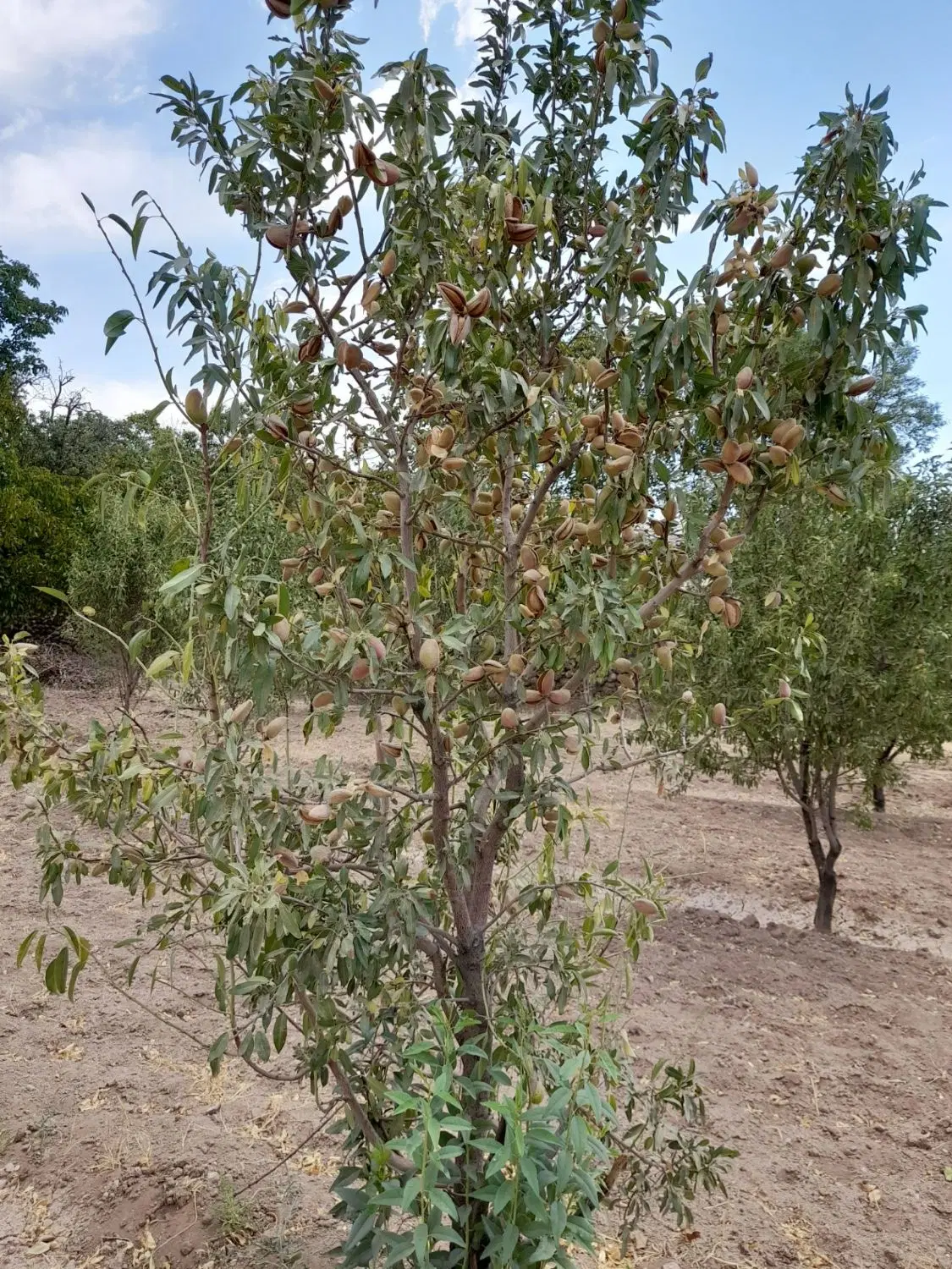 فروش باغ