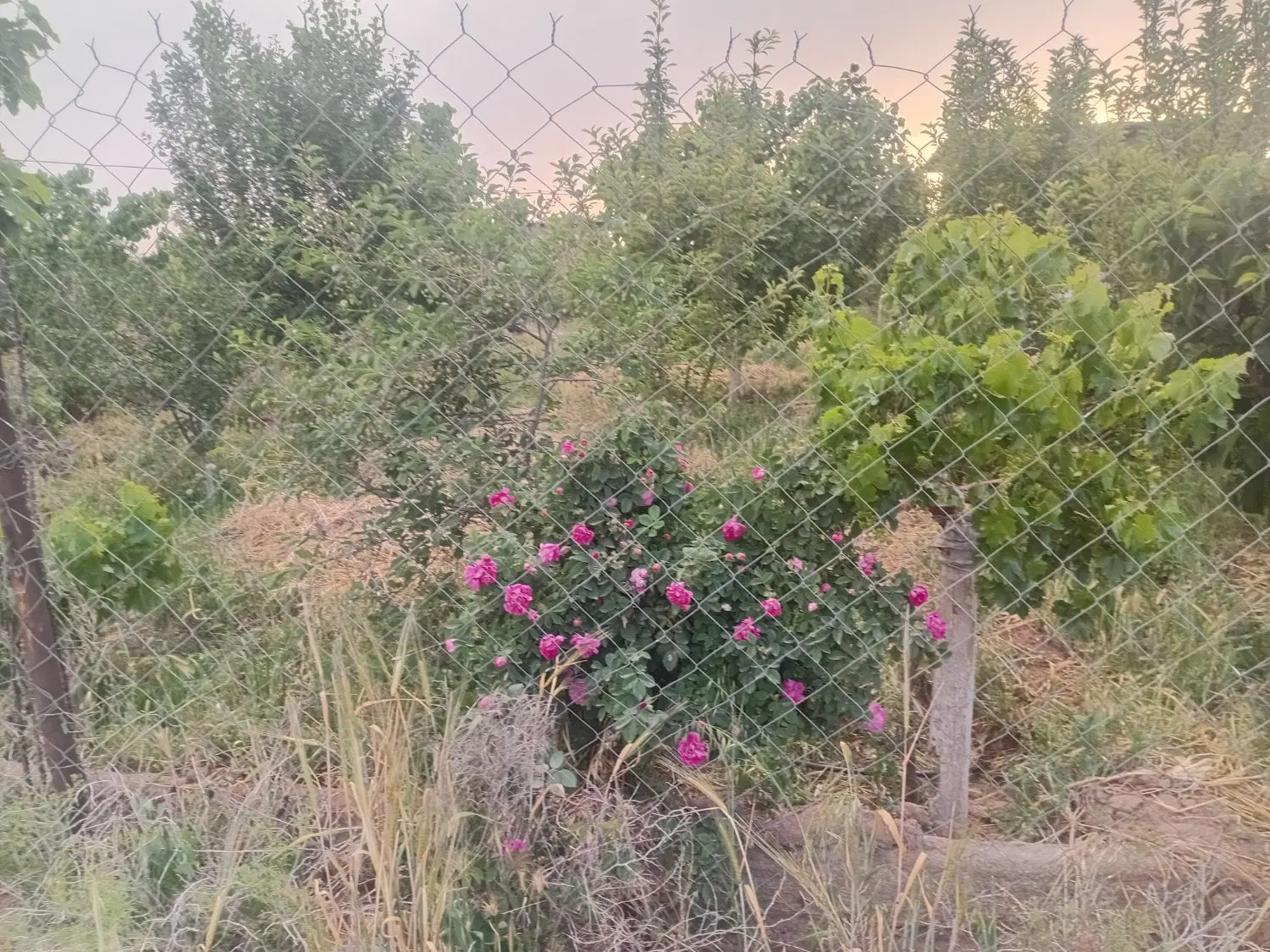 باغچه