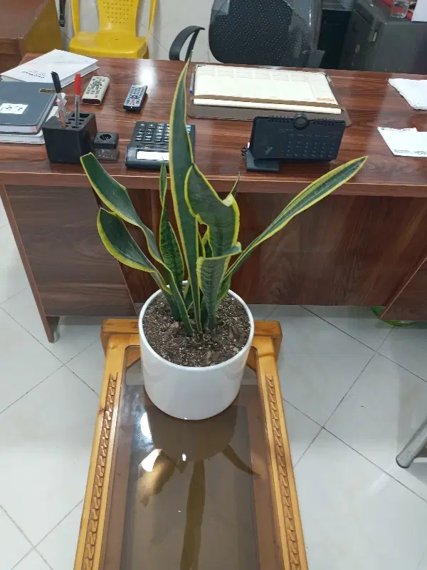 اجاره اپارتمان ۸۵متری طبیعت