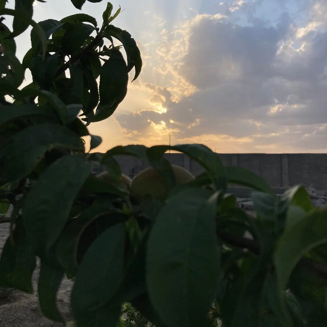 زمین باغی مجتمع نگارستان شرکت برق