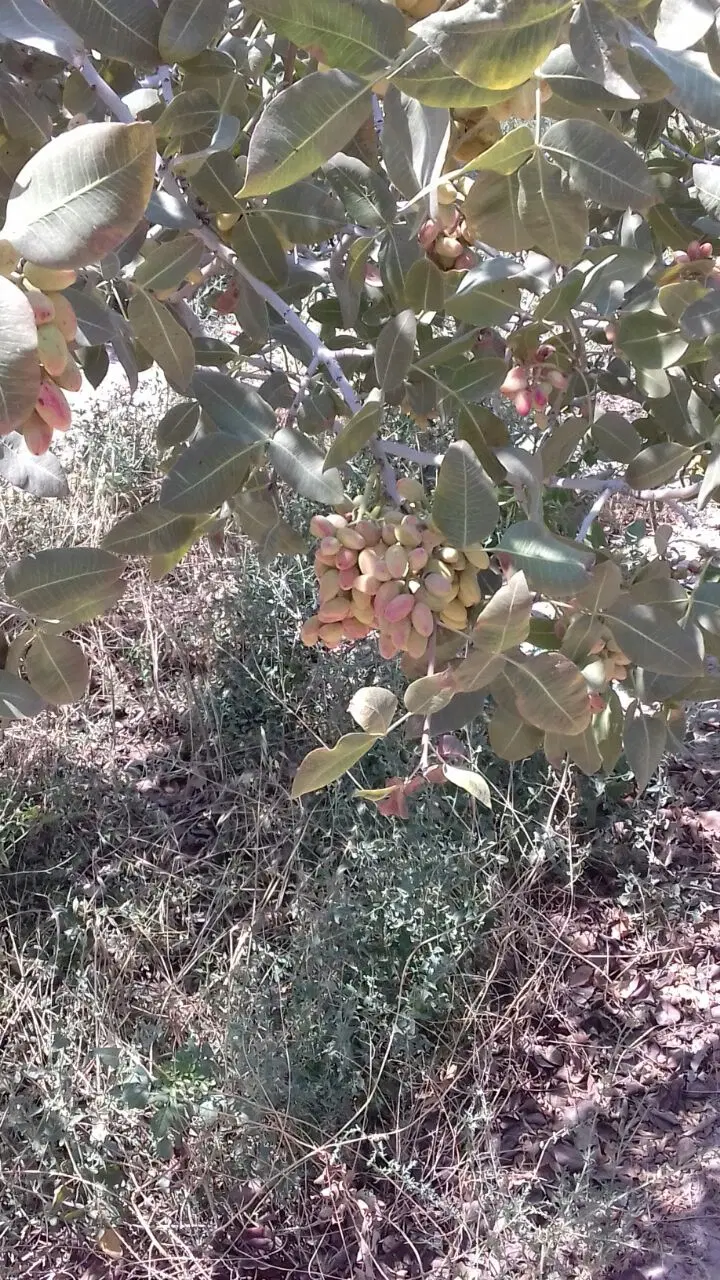 فروش خانه باغ در فند