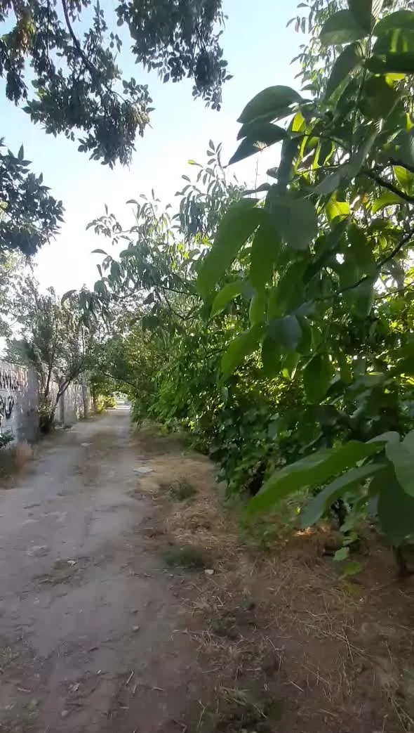 باغچه