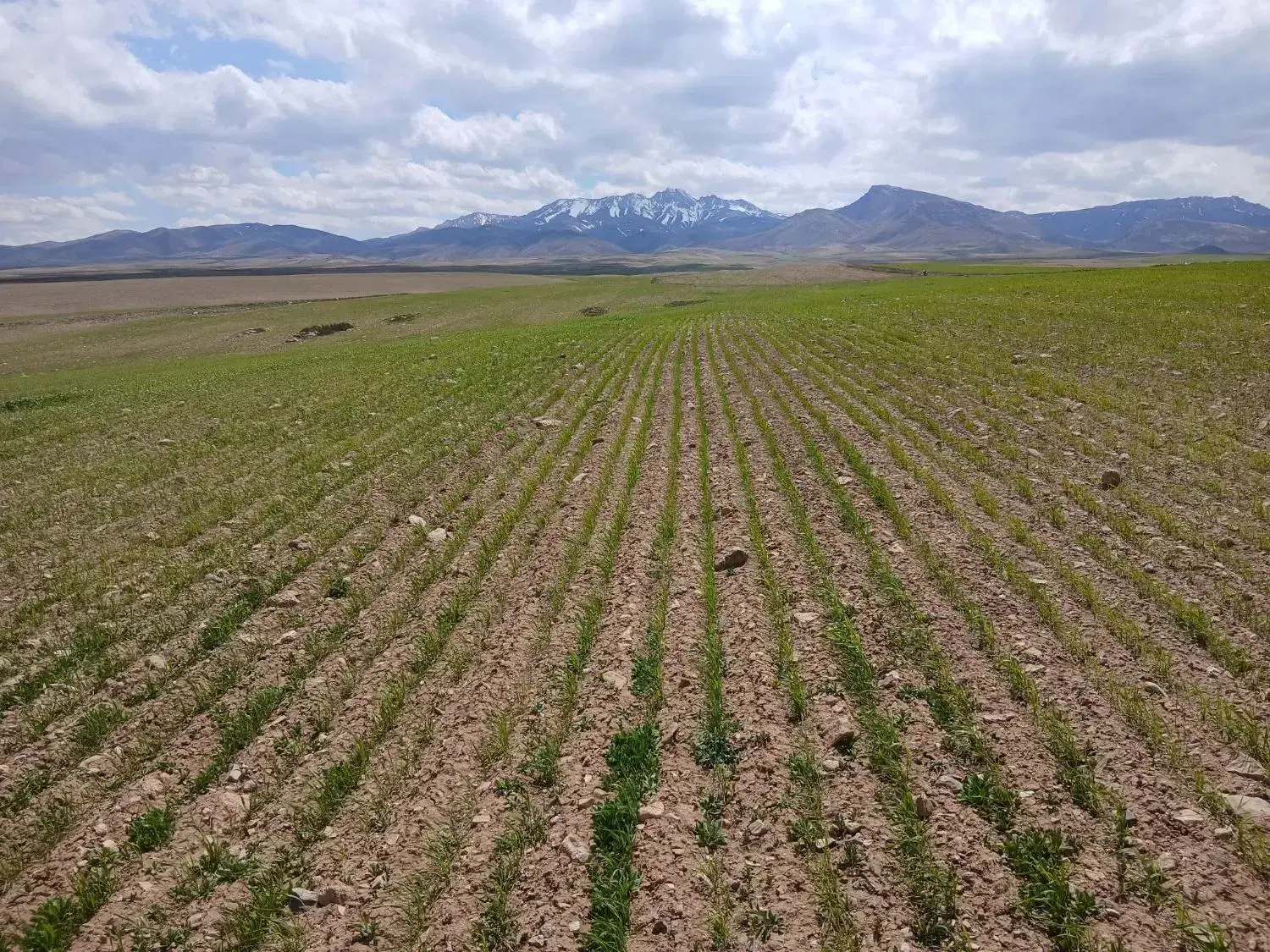 زمین کشاورزی۱۰هکتار دیمی