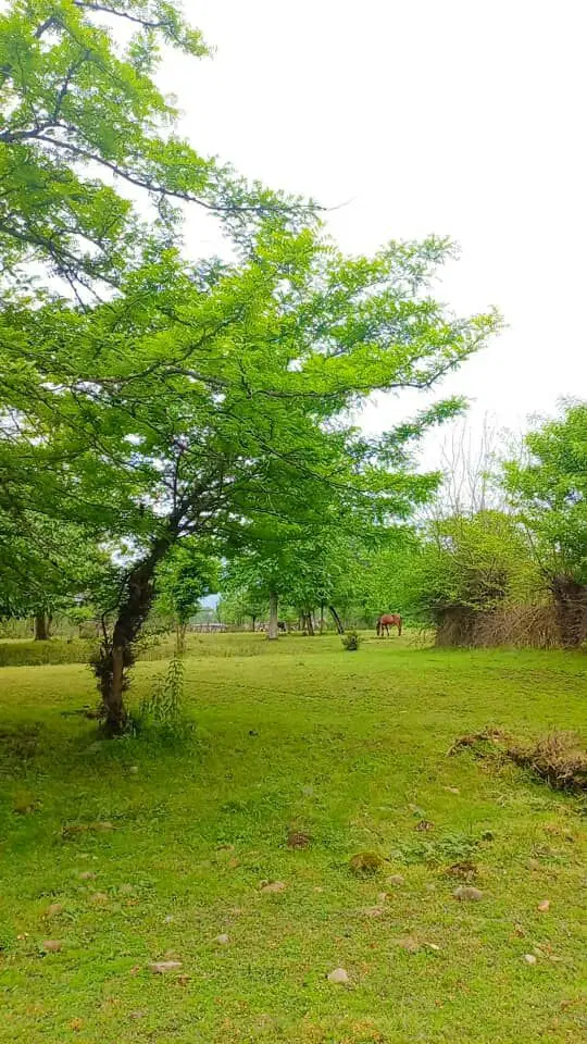 زمین در دل شمال ایران فومن