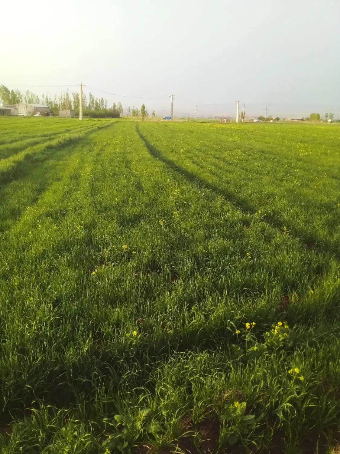 زمین زراعی