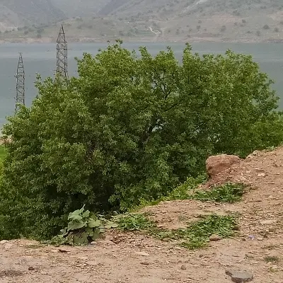 شهرک رفیعی بنک ملک مسکونی