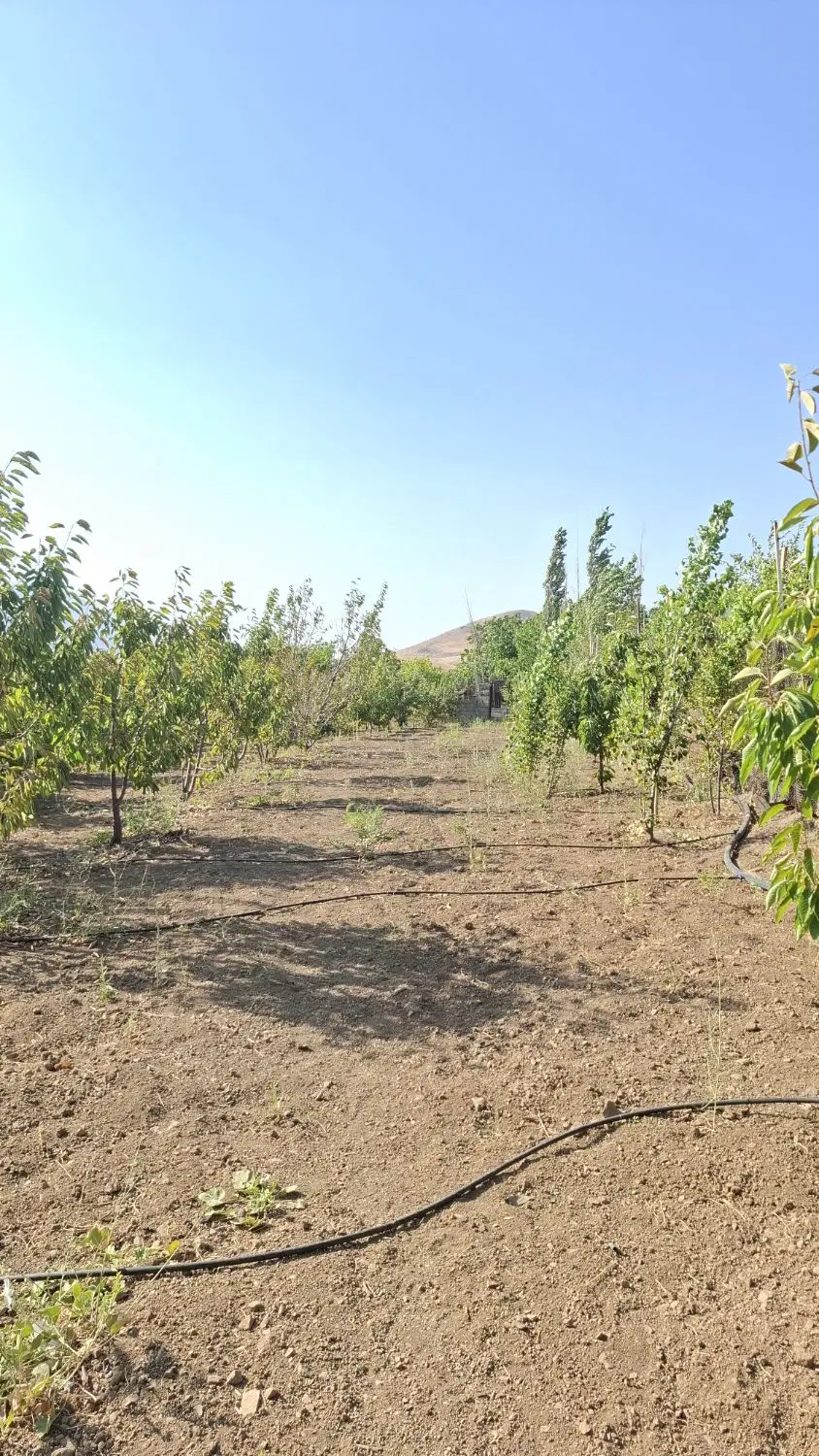 باغ سرنجیانه علیا