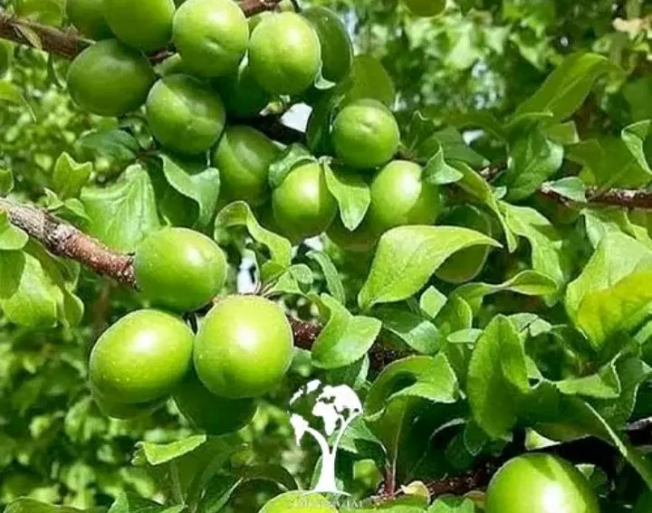 فروش یا معاوضه باغ با آپارتمان در تبریز