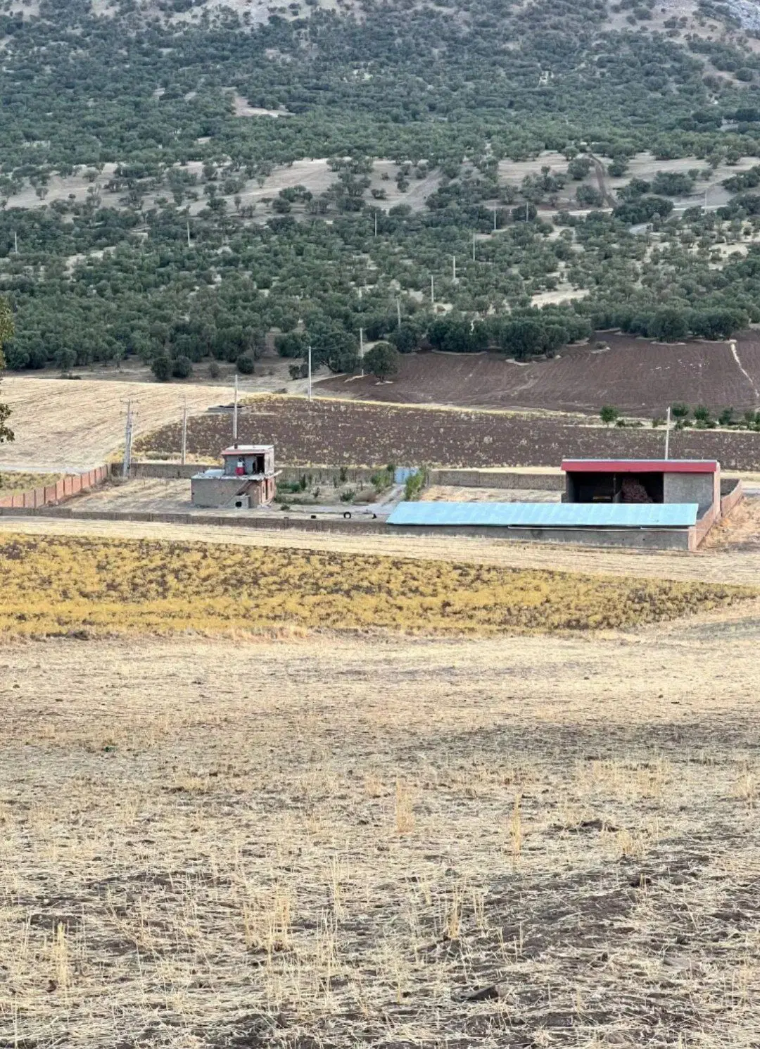 دامداری