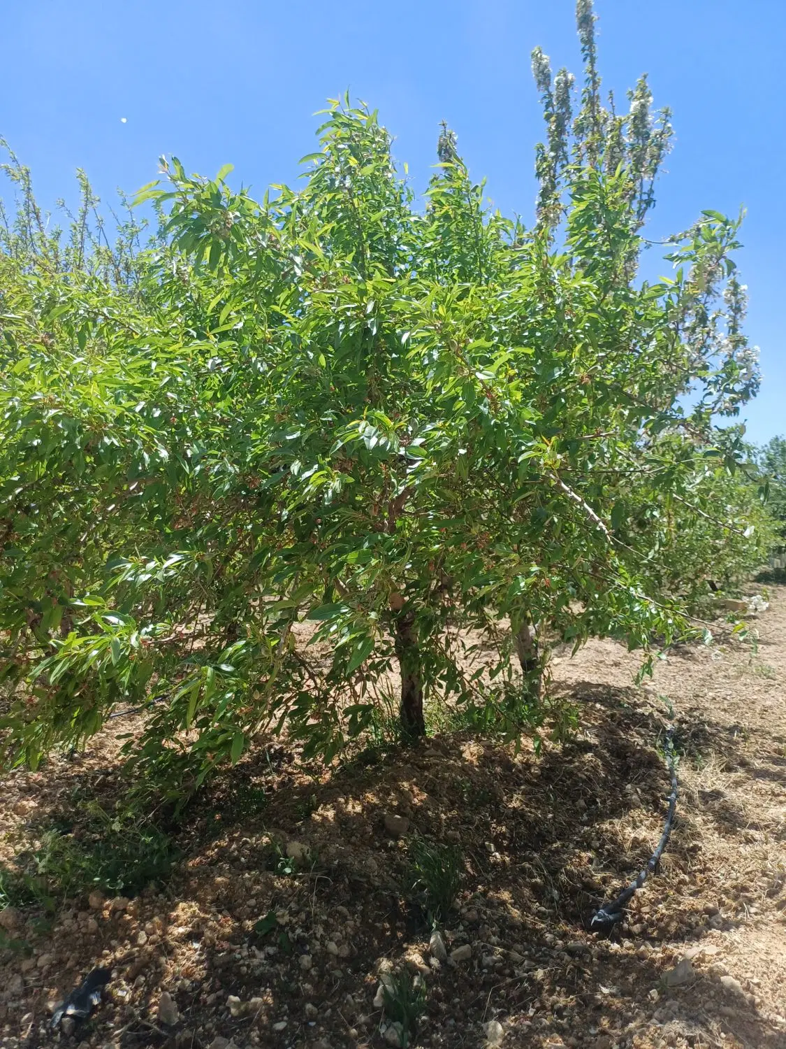 باغچه کشاورزی زمین