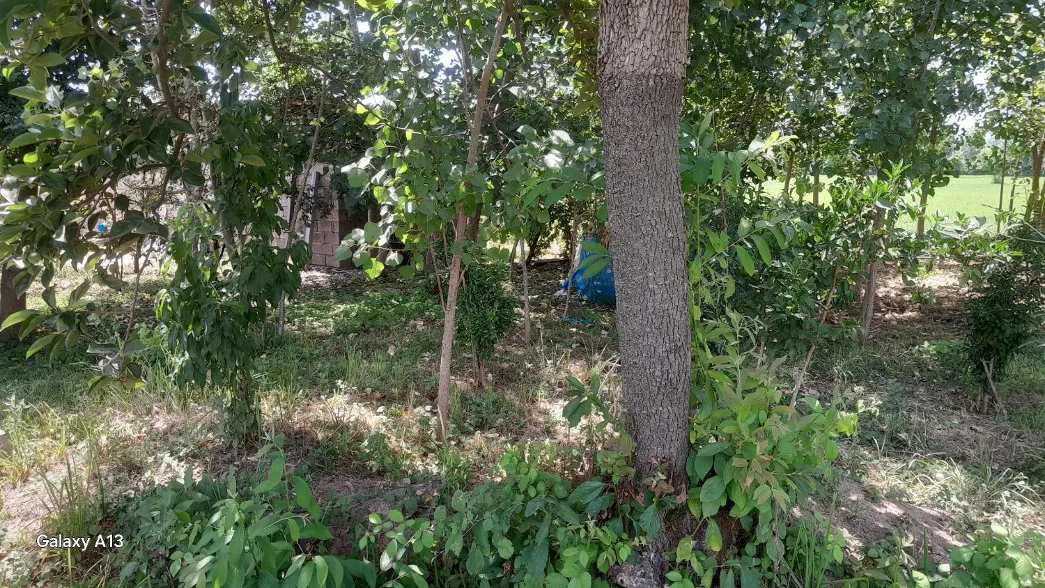 زمین باغی مسکونی