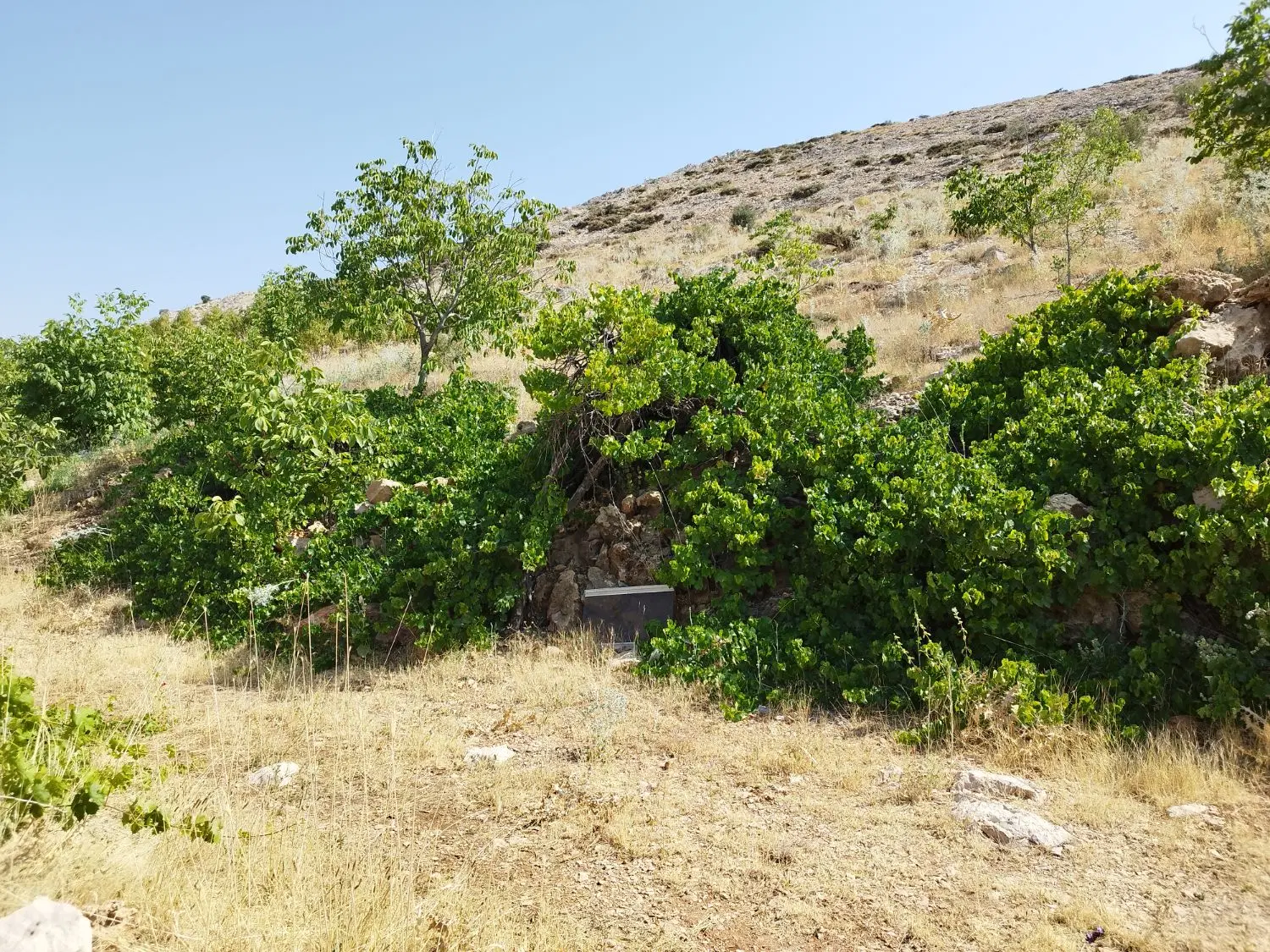 زمین مسکونی