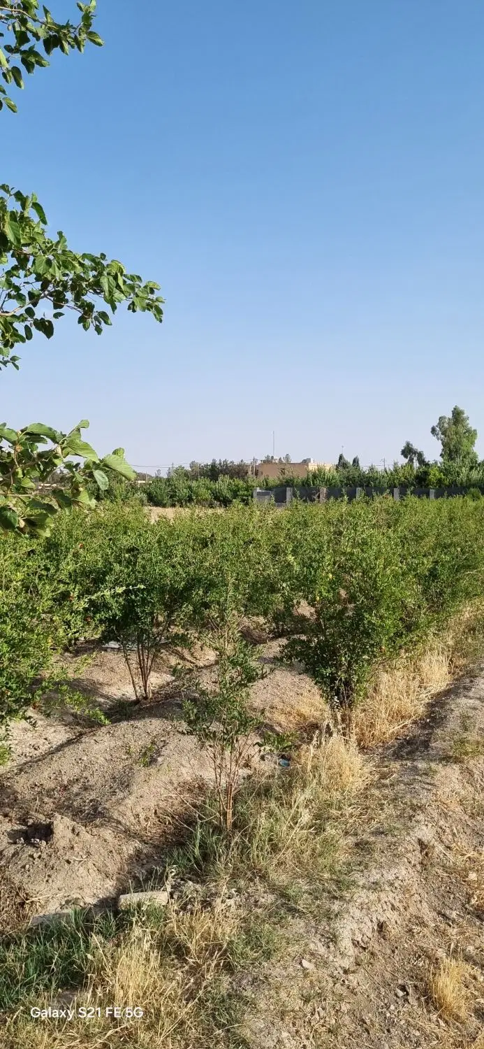 زمین باغی