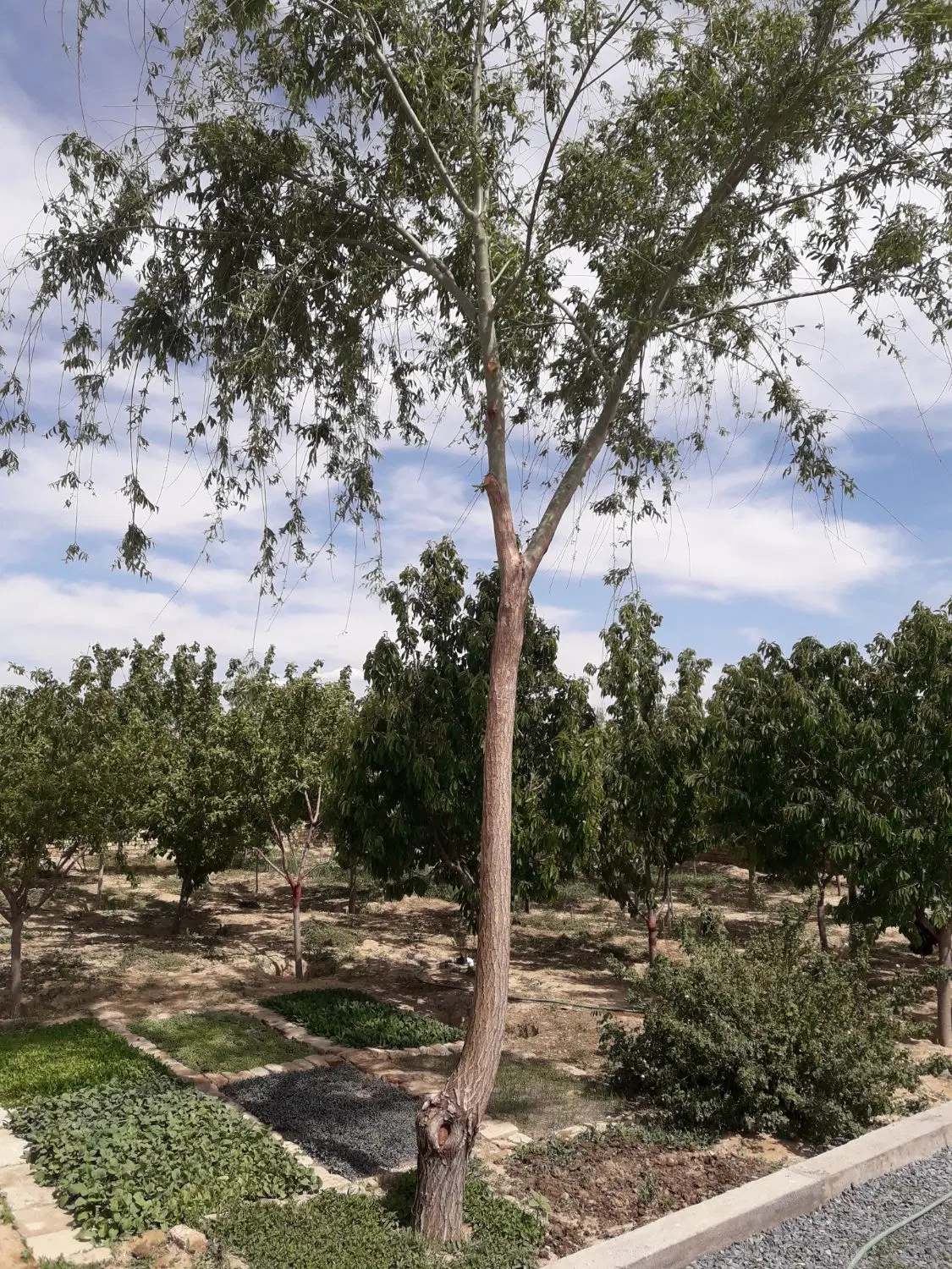 باغ ویلا کوهمال
