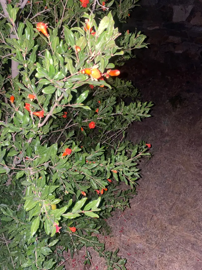 باغچه وشنوه با درختان عالی زیر قیمت