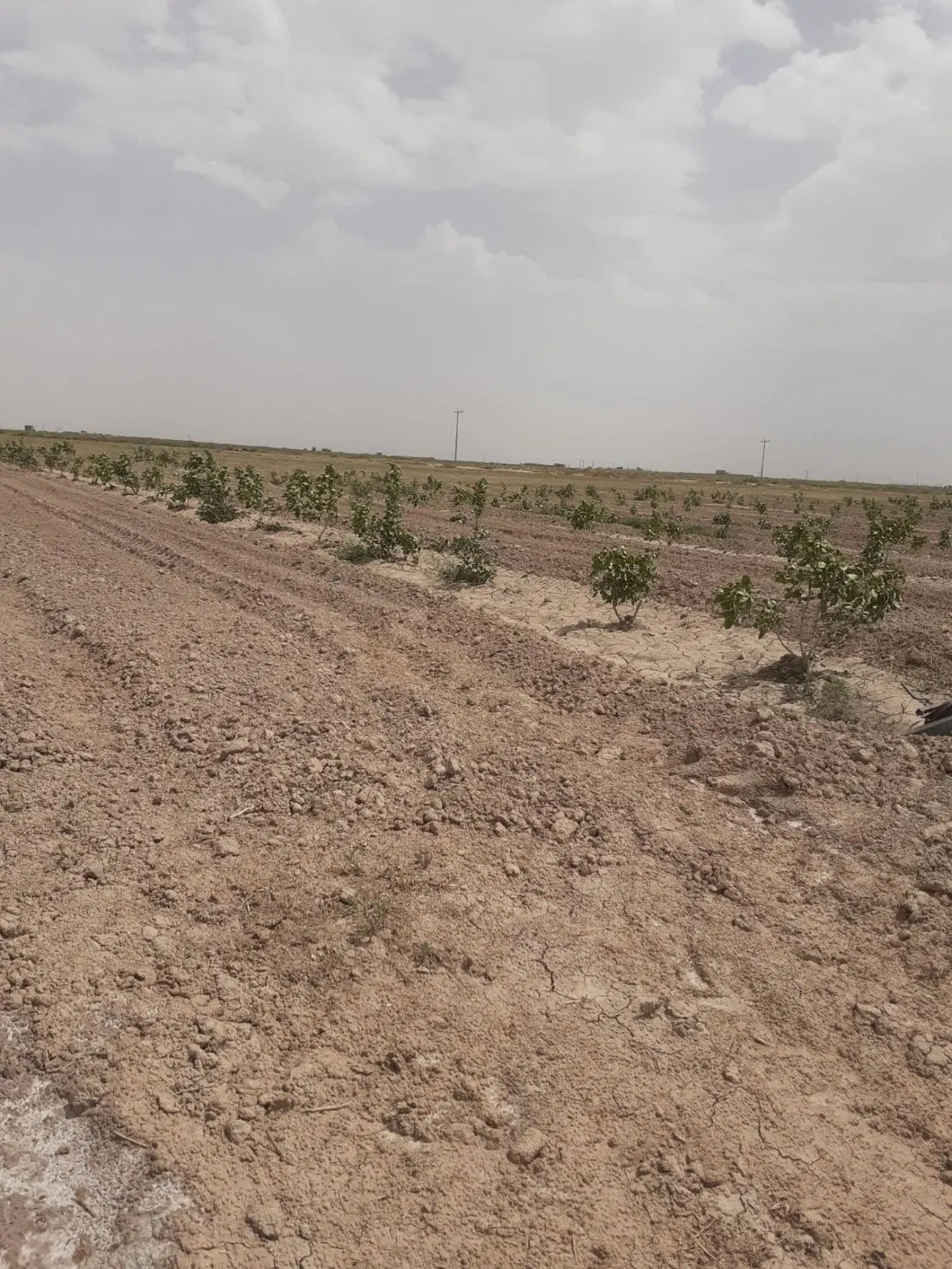 زمین فیلخانه
