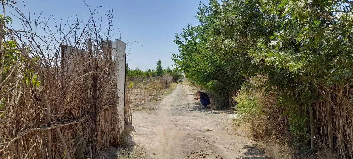 زمین زراعی
