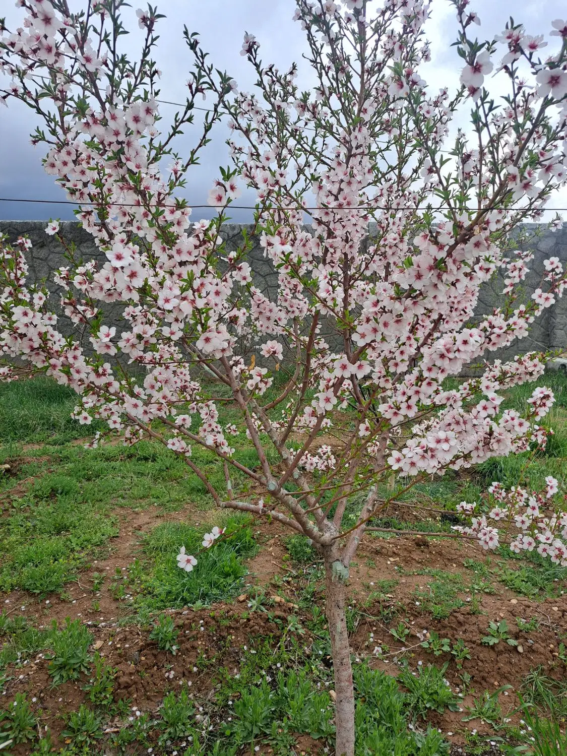 باغ آماده در معدن یولی اسپیران