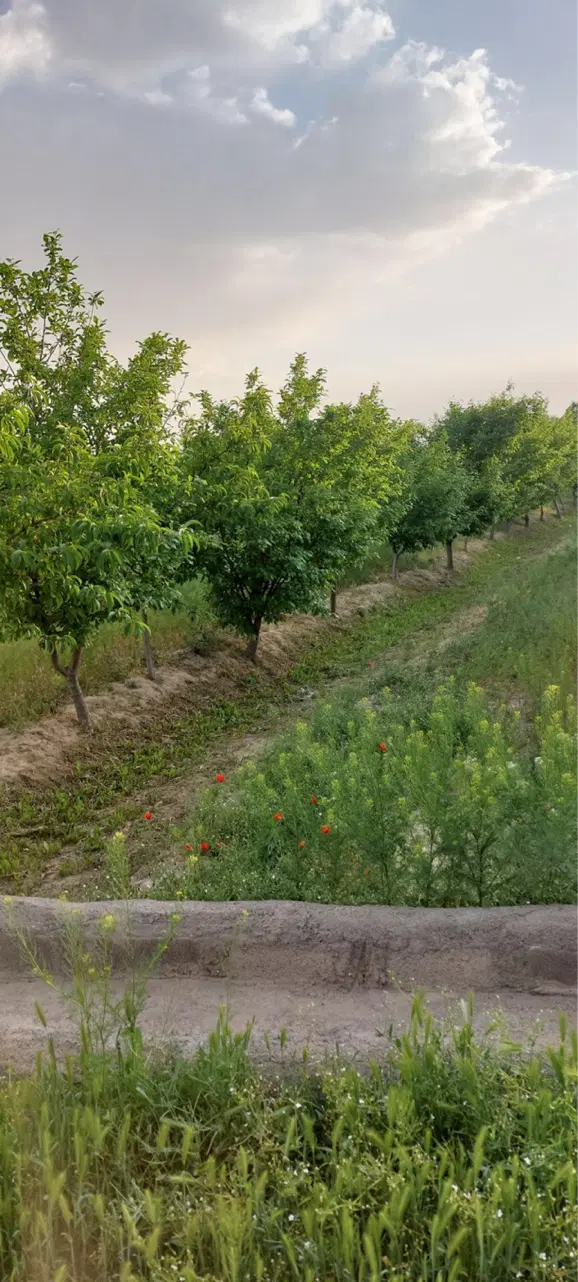 باغ دارای ۲۳۰عدد درخت میوه شهرک جدید بینالود