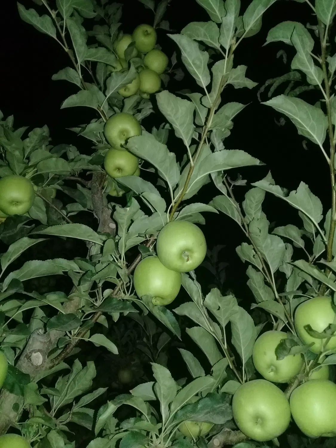 اجاره باغ سیب  و انگور