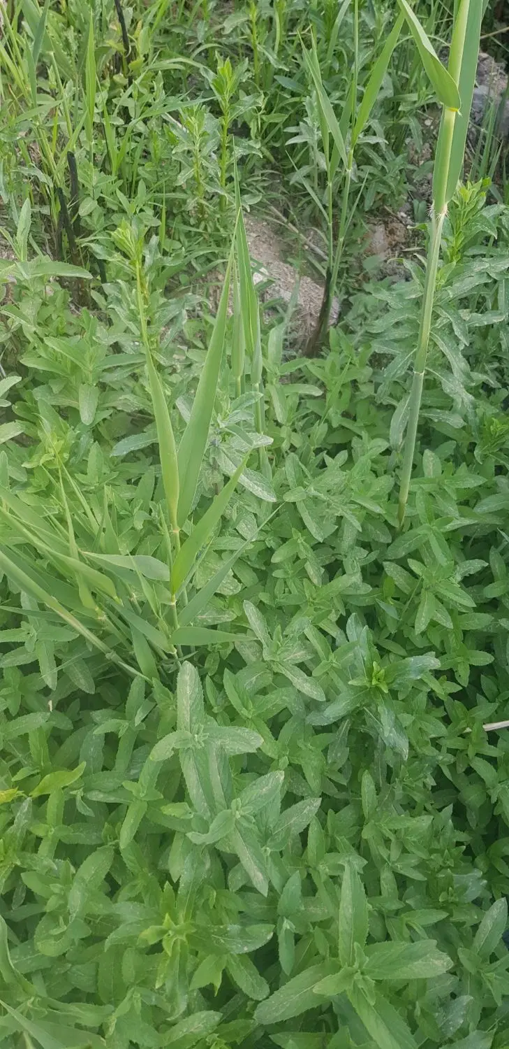 فروش زمین روستای تازناب تاف داخل طرح هادی