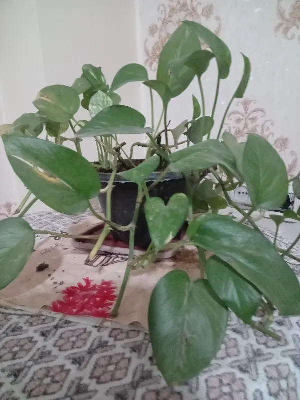 فروش باغچه