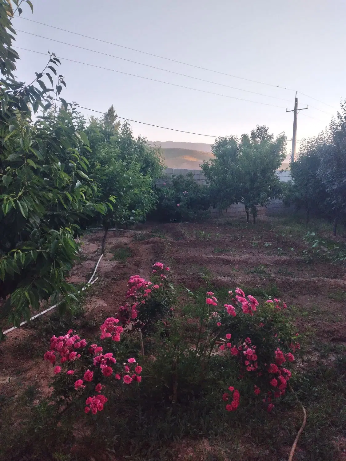 خونه و باغچه،حشمت آباد