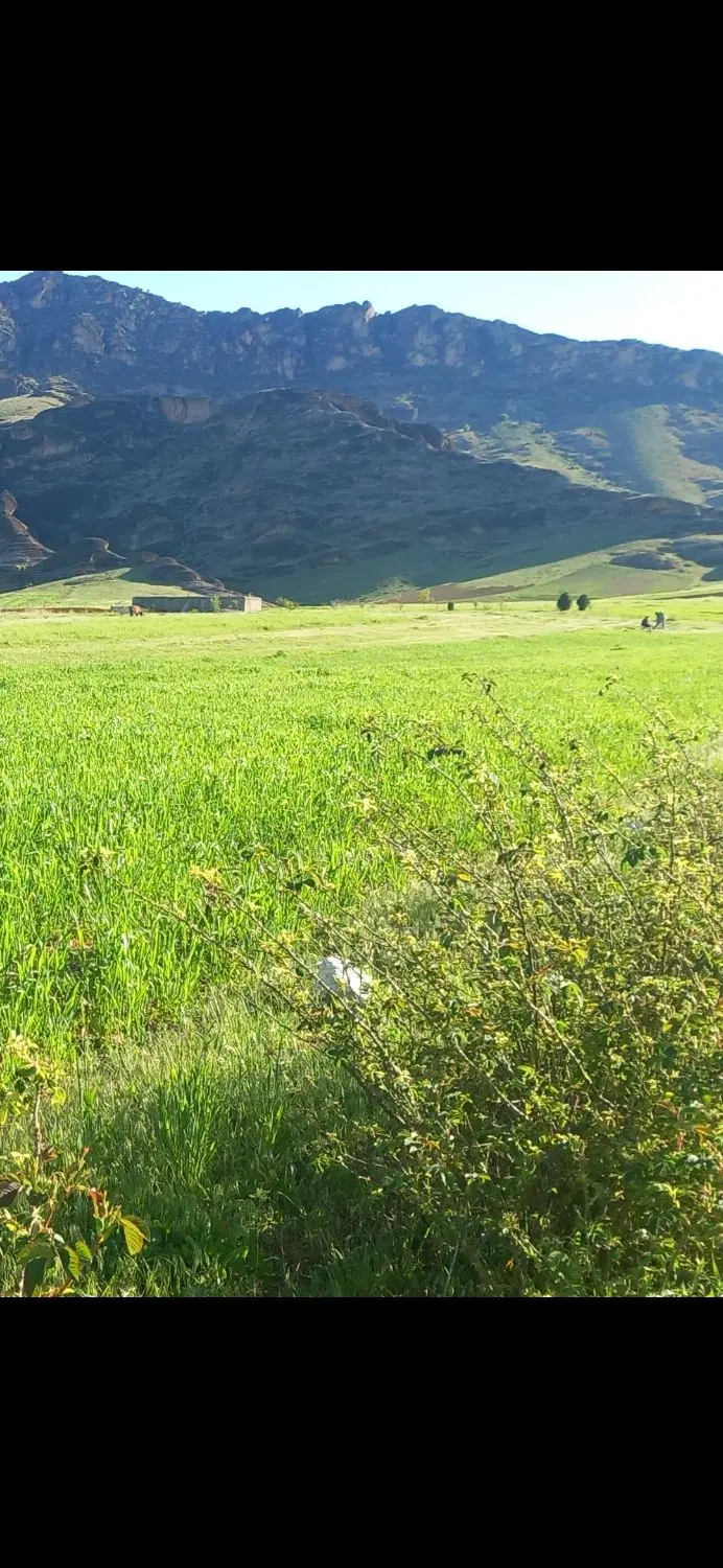 زمین کشاورزی ده پیر