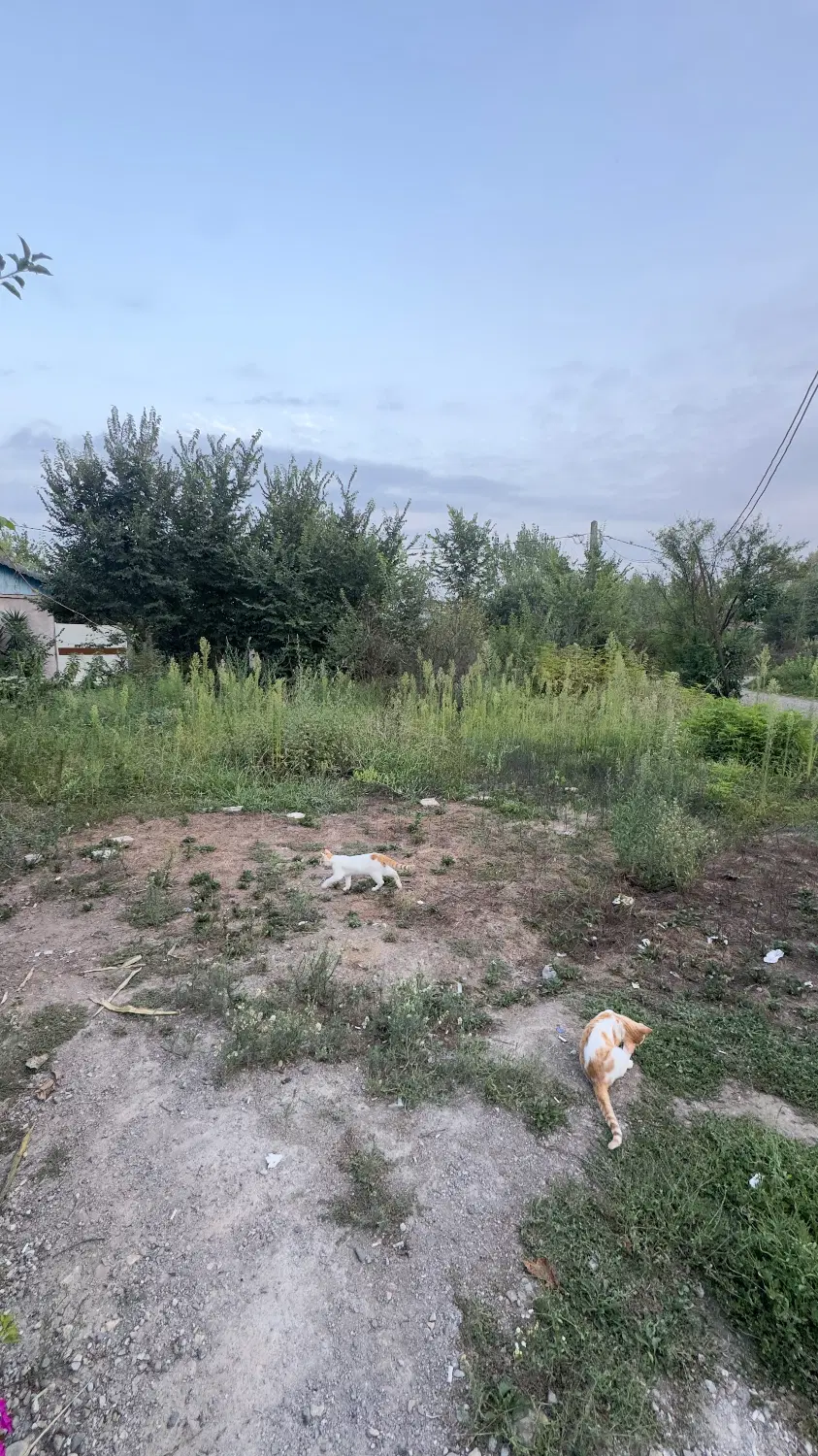 زمین مسکونی200متری با پروانه ساخت رشت فومن