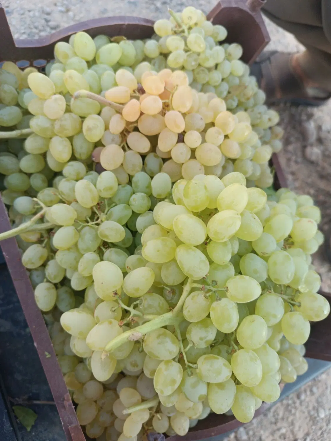 اجاره باغ انگور