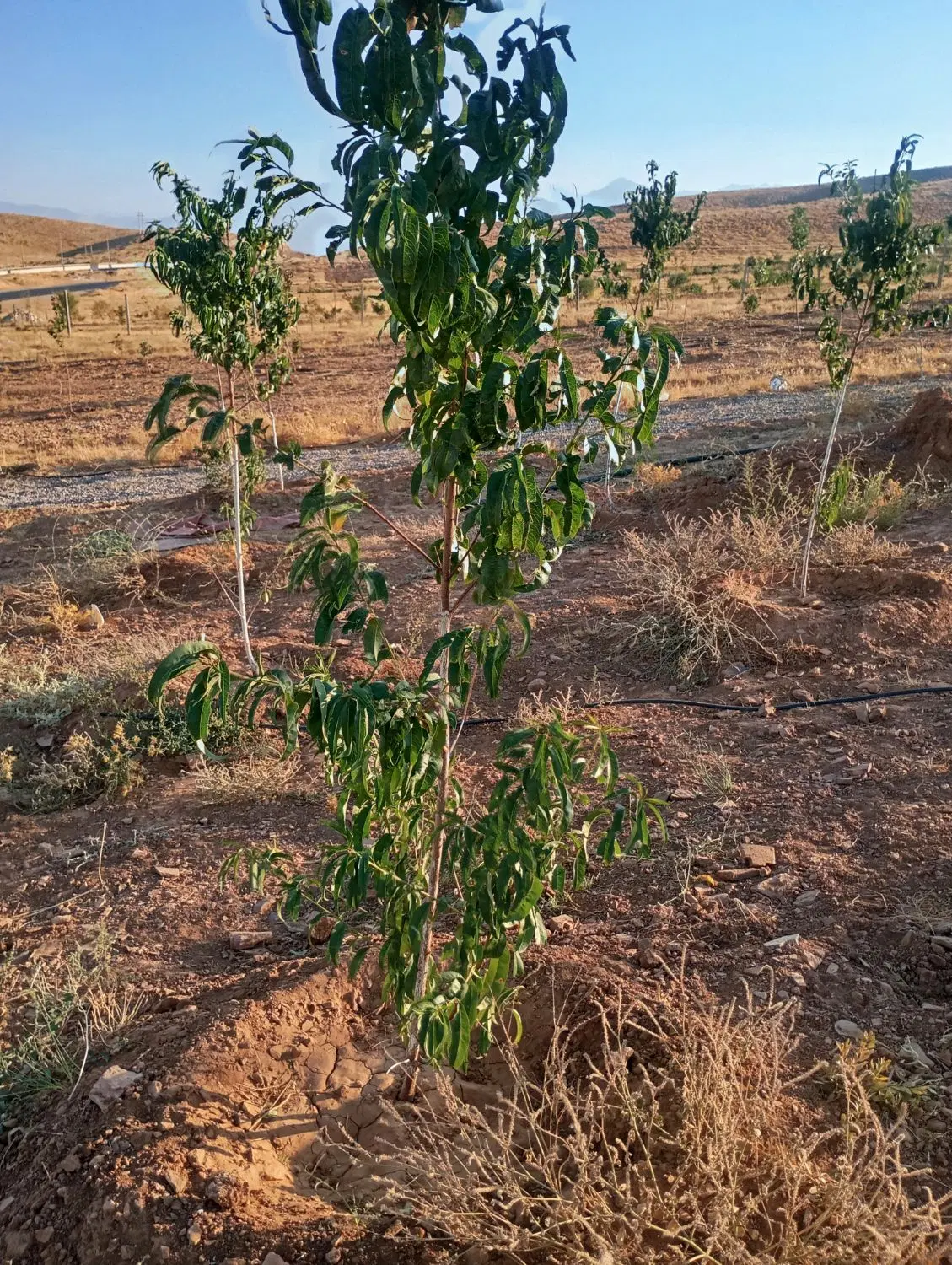 یک قطعه باغ نزدیک شهر