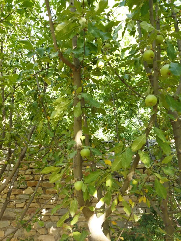 باغ بهر اصلی سنگستان
