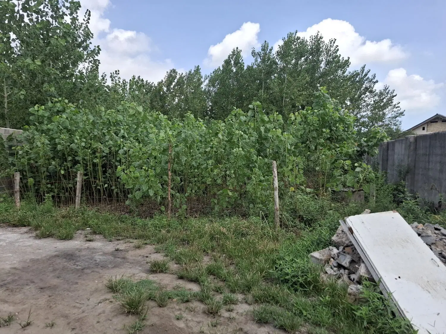 یک قطعه زمین باغی در چمخاله
