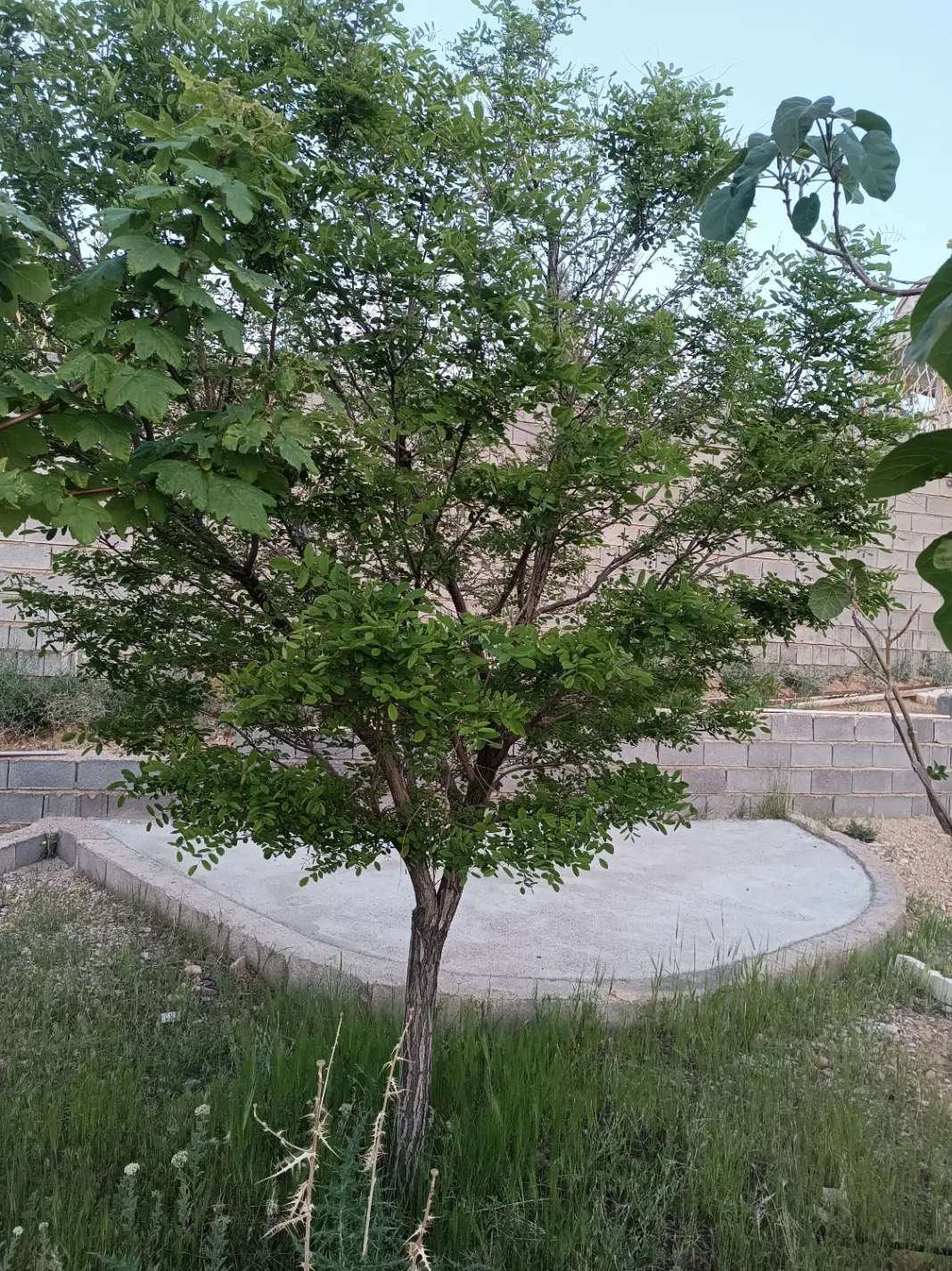 باغ800متری ارمغان قلات