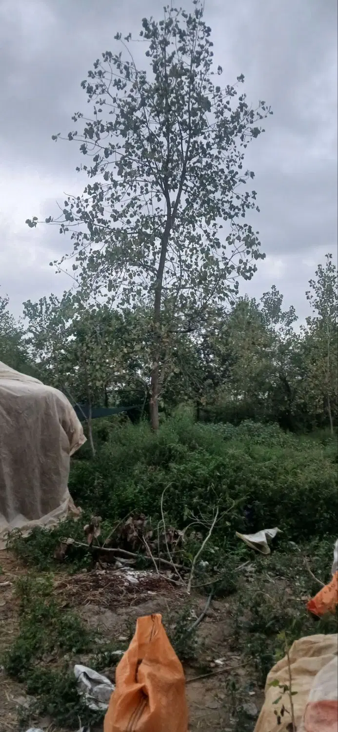 زمینی به متراژ ۶۰۰متر