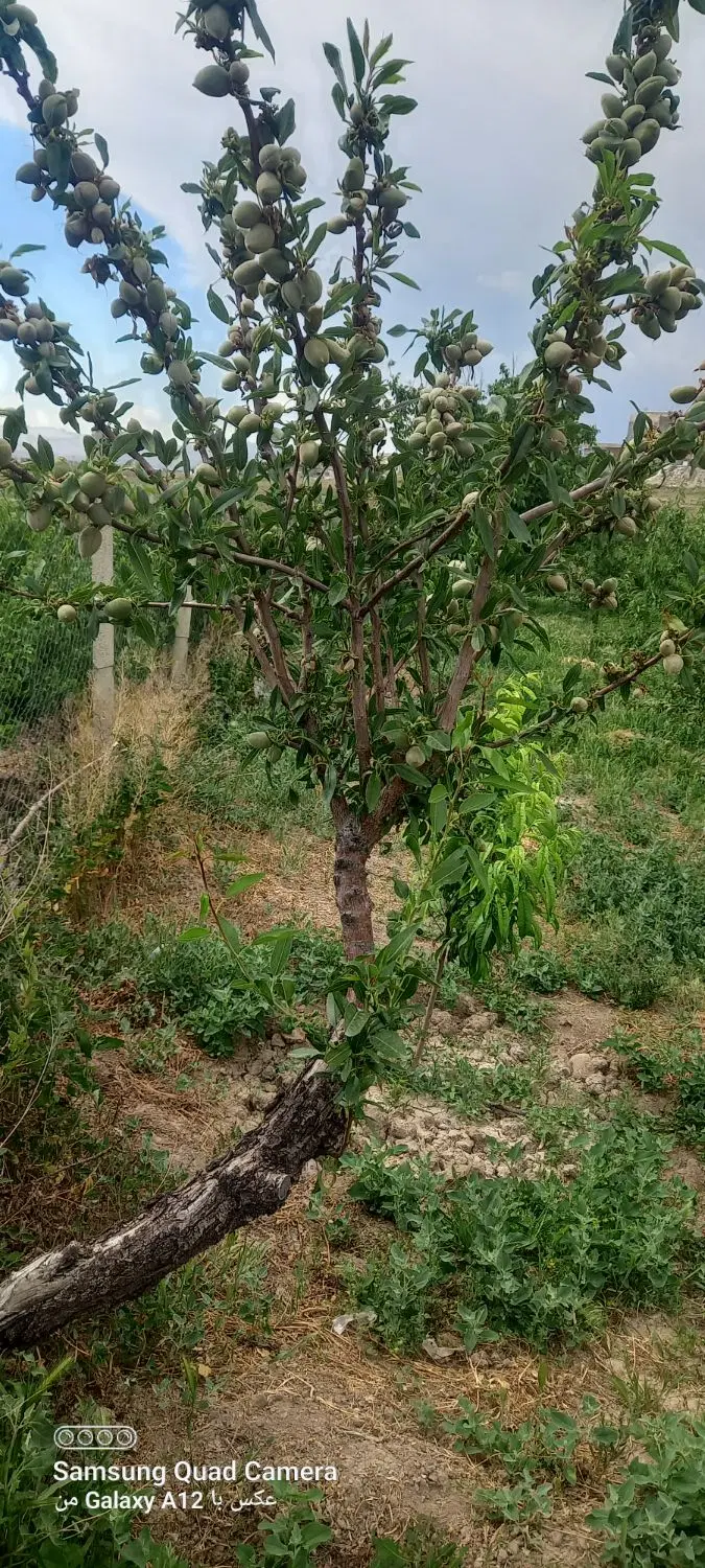 فروش باغ صفا ده منی