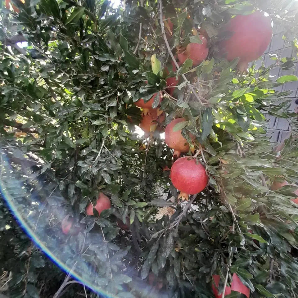 اجاره باغ انار رباب ایج استهبان