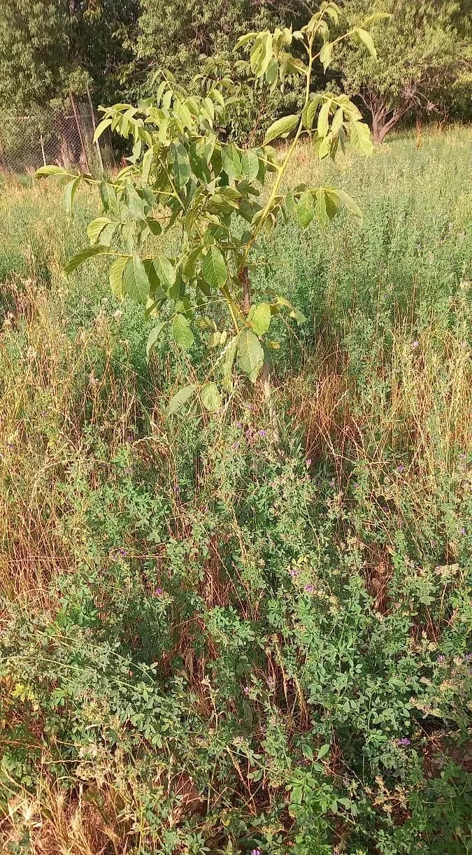 باغ گردو