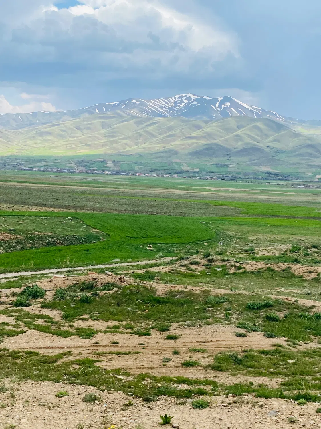 زمین دیمی