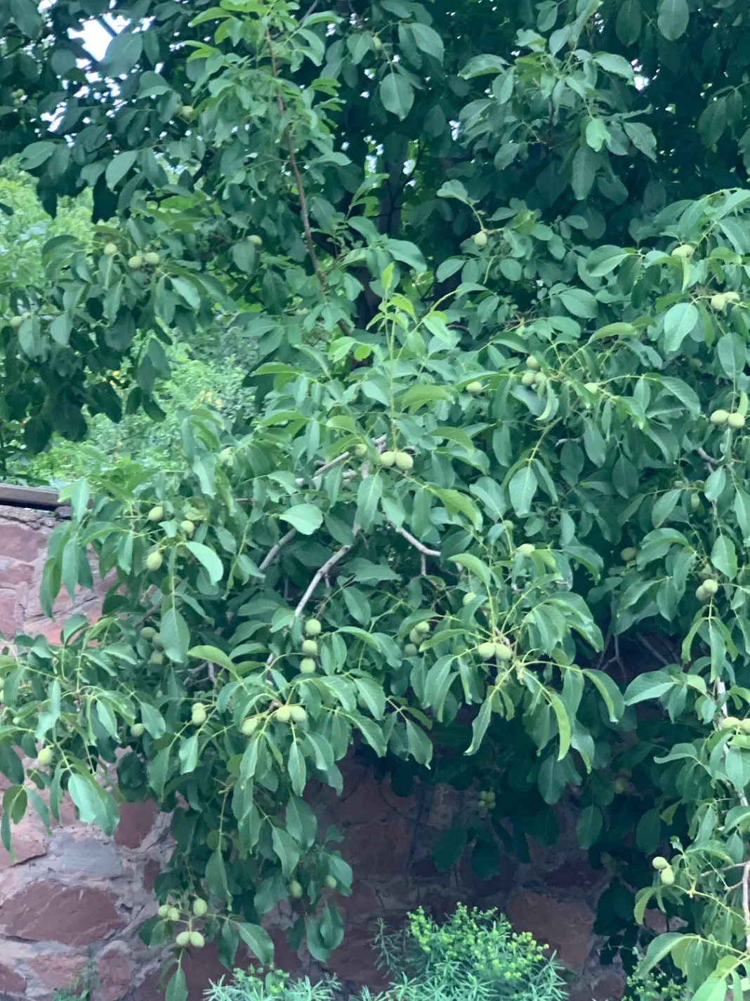 باغچه ۵۰۰ متری حصاربن